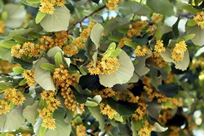 Baktat - Linden Tree Blossom Tea - Ihlamur - 40g