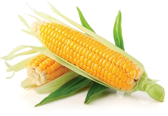 Fresh Corn - Taze Misir 