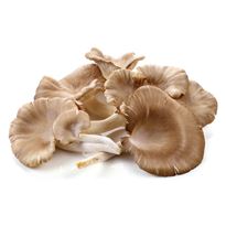 Oyster Mushroom - Kavak Mantari 