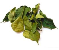 Lime Leaves - Limon Yapragi