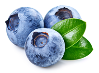 Blueberries - Yaban Mersini