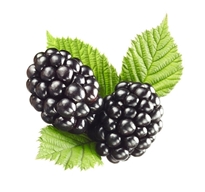 Blackberries - Bogurtlen