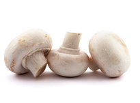 Close Cup Mushroom - Mantar 