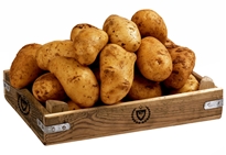 Cyprus Potatoes - Kibris Patates