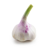 Fresh Garlic - Taze Sarimsak